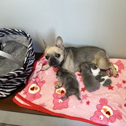 French Bulldog Puppies from Tuscaloosa Frenchies