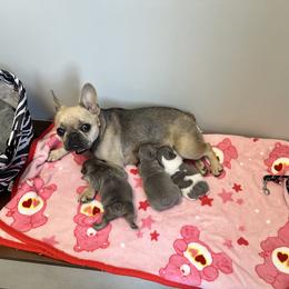French Bulldog Puppies from Tuscaloosa Frenchies