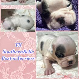 Dawn - Blue female Boston Terrier puppy in Brazos Point, Texas from TX Southern Belle Boston Terriers