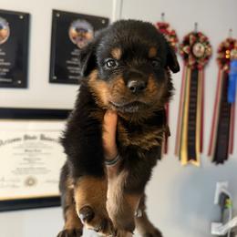 Girl 4 - Black and mahogany female Rottweiler puppy in Cleveland, Texas from Vom Haus Fantasy Rottweiler Kennel
