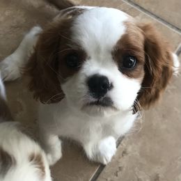 Cavalier King Charles Spaniel Puppies from Christina’s Cavaliers