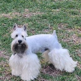 Buck - Miniature Schnauzer
