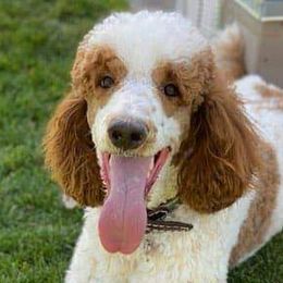 Goldendoodles and Poodles from Butterfly Creek Poodles & Doodles