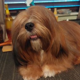 Toshi - Lhasa Apso