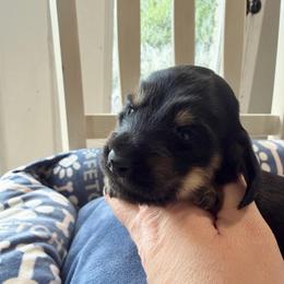 Midnight - Black and cream male Dachshund puppy in Temple, Texas from Brit’s Doxie Crossing