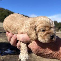 Boy 1 - Red Cocker Spaniel puppy in Trinidad, Colorado from Sweet Cockers