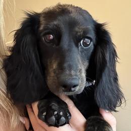 Black And Tan Brindle Point Longhair Female - Brindle female Dachshund puppy in Horizon City, Texas from Willipaws