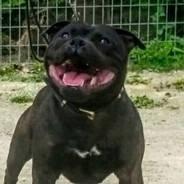 Motomoto - Staffordshire Bull Terrier