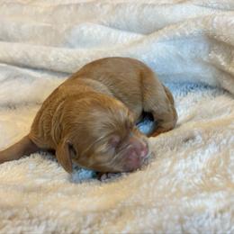 Berry - Golden female Cockapoo puppy in Marietta, South Carolina from River Falls Cockapoos