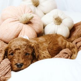 Ember - Red  female Goldendoodle puppy in Georgia from Mother of Golden Doodles