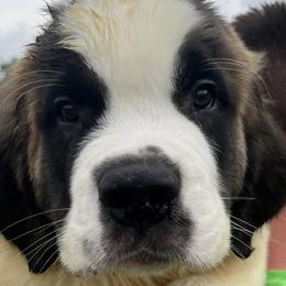 Boy 3 - Saint Bernard puppy in Virginia from Mountain Star Farm VA Saint Bernard