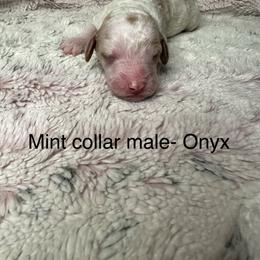 Goldendoodle Puppies from Gracious Doodle Dogs