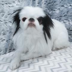Tulip - Japanese Chin