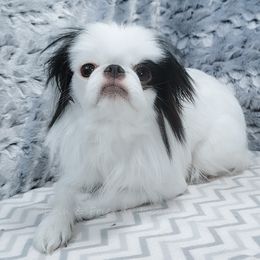 Tulip - Japanese Chin