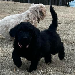 Vixen - Black female Labradoodle puppy in Monticello, Georgia from Daylin’s Doodles & Labradors
