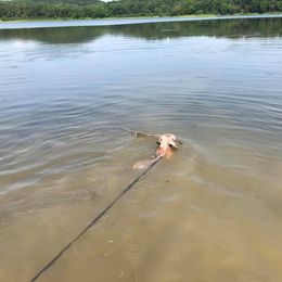 Weimaraner Puppies from Platinum Weimaraners