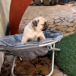 Pug Puppies from Pickwick Pugs