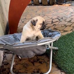Pug Puppies from Pickwick Pugs
