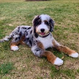 Australian Mountain Doodle and Bernedoodle All Grown Up from Blue Skye Doodles