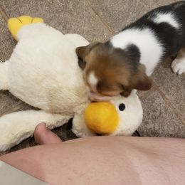 Beagle Puppies from Wilderness Beagles