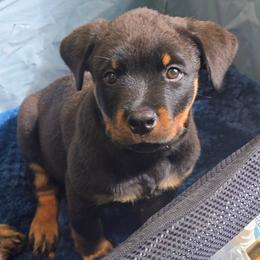 Koa - Black and mahogany male Rottweiler puppy in Cocoa, Florida from Space Coast Rottweilers