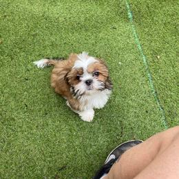 Boy 3 - Tricolor male Shih Tzu puppy in Zeigler, Illinois from Dandy Little  Shih Tzu, Shih Poo's and Toy Poodles