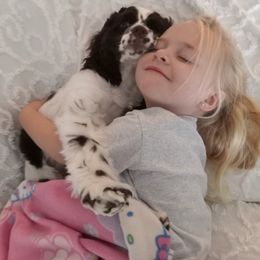 Cocker Spaniels from Joron Cockers