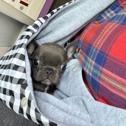 Girl 3 - Blue female French Bulldog puppy in Capac, Michigan from Puddles Palace Puppies