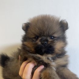 Bear - Orange sable male Pomeranian puppy in Jackson, Tennessee from Little House Pomeranians
