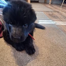 Iris vom LegendLand - Black female German Shepherd puppy in Hillsborough County, Florida from Vom Legend Land