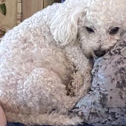 Julianna - Bichon Frise