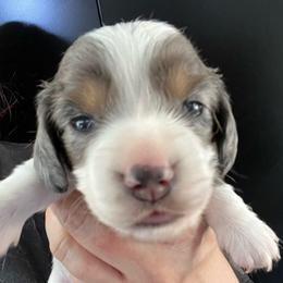 Charlotte - Dapple female Dachshund puppy in Bigfork, Minnesota from Dachshunds Up North