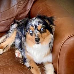 Zippy - Toy Australian Shepherd