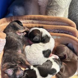 Shihpoo and Shih Tzu Puppies from Angel babies
