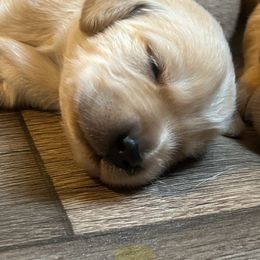 Golden Retriever Puppies from Lake Champlain Goldens
