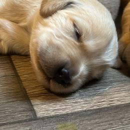 Golden Retriever Puppies from Lake Champlain Goldens