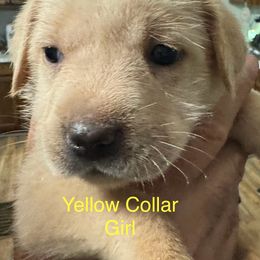 Goldendoodle Puppies from YankeeDoodles