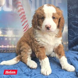 Helen - Red female Bernedoodle puppy in Seymour, Tennessee from Lollie's Doodles