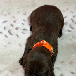 1 - Liver male German Shorthaired Pointer puppy in Kathleen, Florida from Alex Yates GSP's