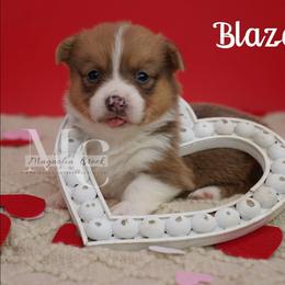 Blazey - Red male Pembroke Welsh Corgi puppy in Straughn, Alabama from Magnolia Creek Corgis