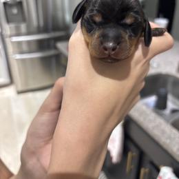 Daisy - Black and tan female Dachshund puppy in Tomball, Texas from Gutierrez House of Doxies