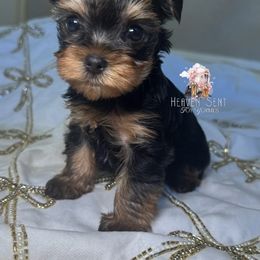 Sweet maple - Black and gold female Yorkshire Terrier puppy in Riverside, California from Heaven_sent_toy_yorkies