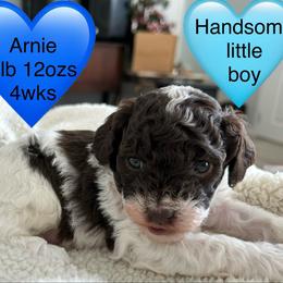 Arnie - Brown male Poodle puppy in Mineral Wells, Texas from S.H.A.R.P.’s Toy Poodles