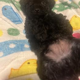 Alvin - Black male Yorkipoo puppy in Gastonia, North Carolina from Dynasty Kennel