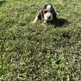 Girl 2 - Black white and brown female Basset Hound puppy in Tahlequah, Oklahoma from HNH Hounds