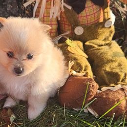 Pomeranians from Paulanne's Pomeranians