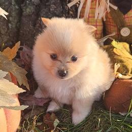 Pomeranians from Paulanne's Pomeranians