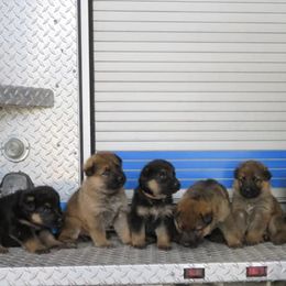 German Shepherd Puppies from Aydt's Shepherds and Training LLC