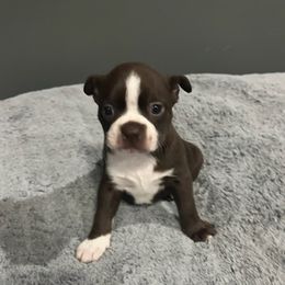 Boston Terriers from Ski’s Bostons