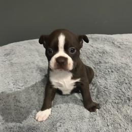 Boston Terriers from Ski’s Bostons